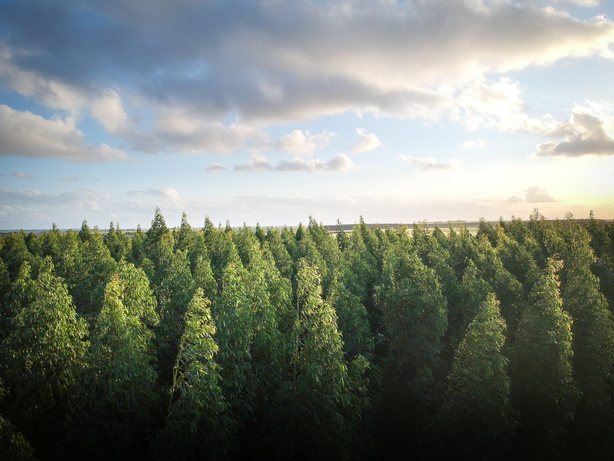 Wald aus der Luft