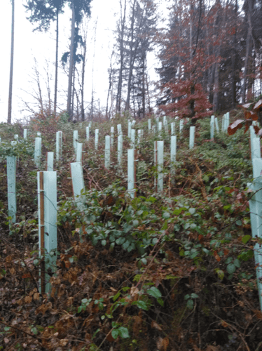 klimafitter-wald.png