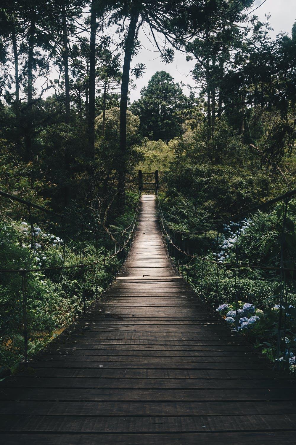 Hängebrücke im Wald
